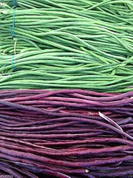 Green Violet Bean Phaseolus vulgaris seeds for garden planting